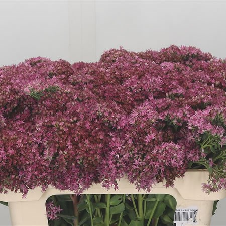Sedum Pink Beauty
