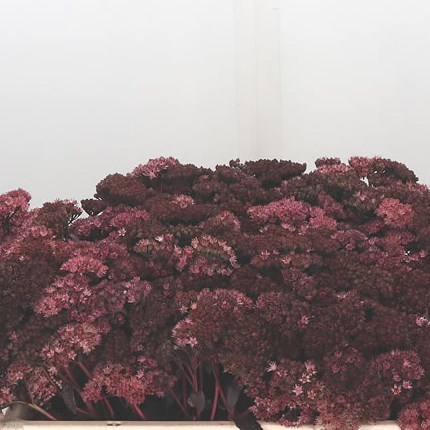 Sedum Purple Emperor