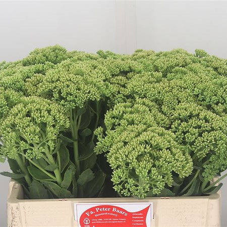 Sedum Spectabile