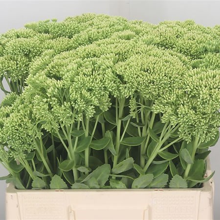 Sedum Spectabile