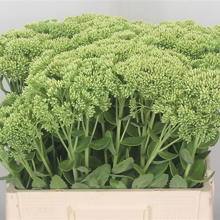 Sedum Spectabile