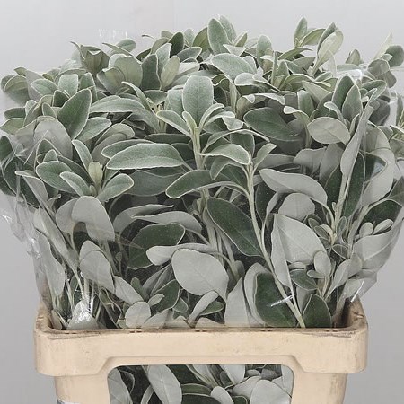 Senecio Full Moon (Dusty Miller)