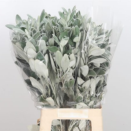 Senecio Full Moon (Dusty Miller)