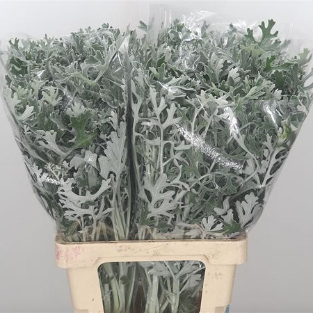 Senecio Maritima (Dusty Miller)