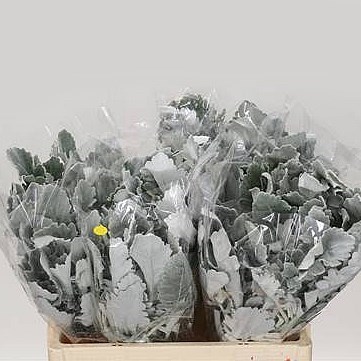 Senecio Maritima New Look  (Dusty Miller)
