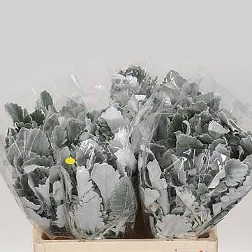 Senecio Maritima New Look  (Dusty Miller)
