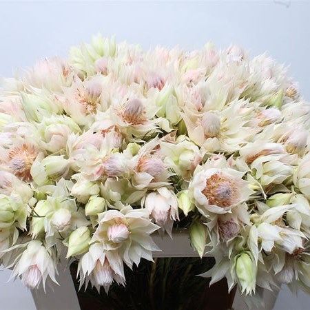 Serruria Blushing Bride 40cm  Wholesale Dutch Flowers & Florist Supplies UK