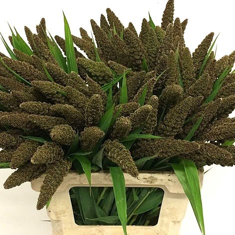 Setaria Italica Highlander