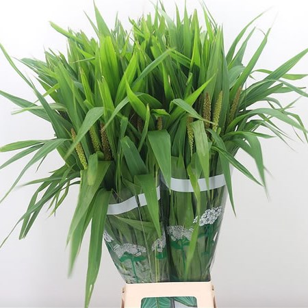 Setaria Lowlander Grass