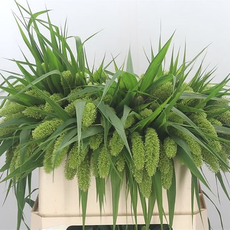 Setaria Whole Milk Grass