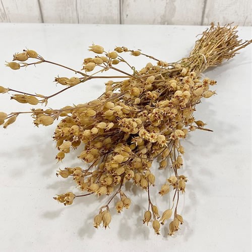 Silene Natural (Dried) 40cm Wholesale Dried Flowers UK Preserved Flowers