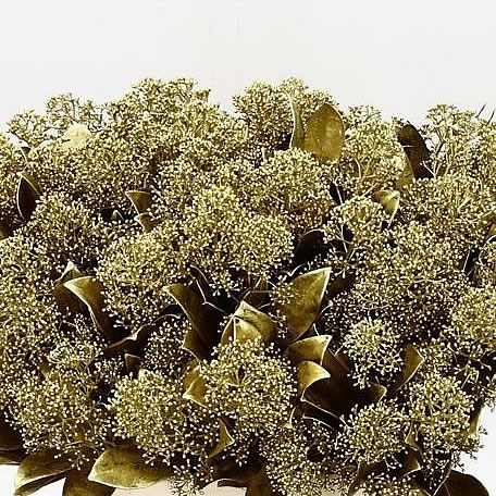 SKIMMIA DYED GOLD