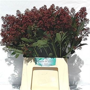 Skimmia Japonica Rubella