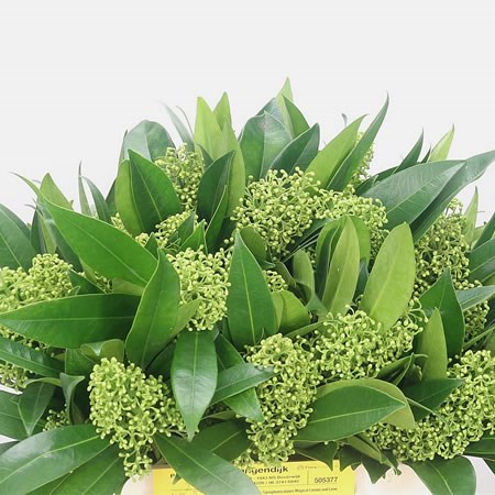 Skimmia Kew Green