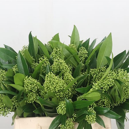 Skimmia Kew Green