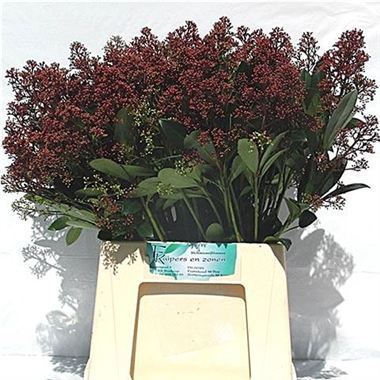 Skimmia Japonica Rubella