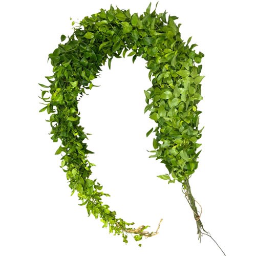 Smilax (Ecuadorian)