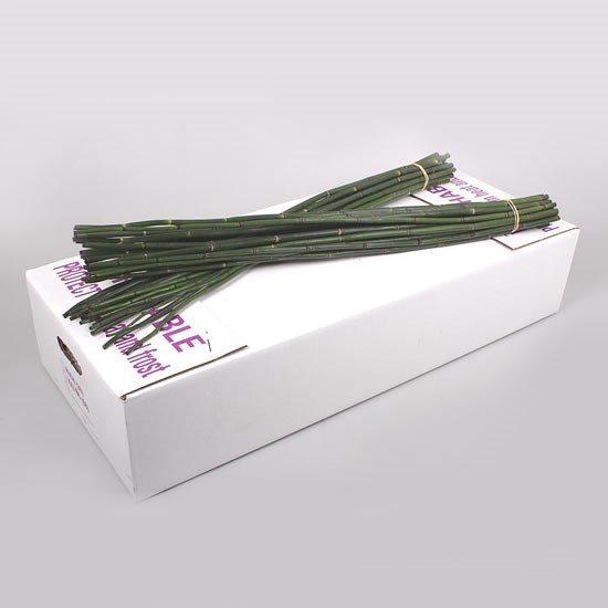 Snake Grass (Bamboo)