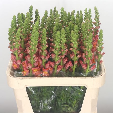 Snapdragon Animation Snapdragon Animation Orange 80cm | Wholesale Dutch Flowers & Florist ...