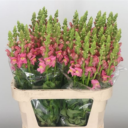 Snapdragon Animation Snapdragon Animation Pink 80cm | Wholesale Dutch Flowers & Florist ...