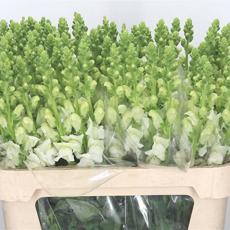 Snapdragon Animation Snapdragon Animation White 75cm | Wholesale Dutch Flowers & Florist ...