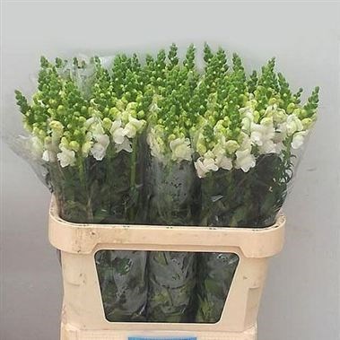 Snapdragon Animation Snapdragon Animation White 80cm | Wholesale Dutch Flowers & Florist ...