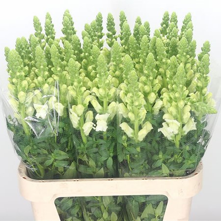 Snapdragon Animation Snapdragon Animation White (Super) 85cm | Wholesale Dutch Flowers ...