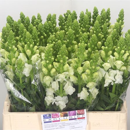 Snapdragon Antibes White