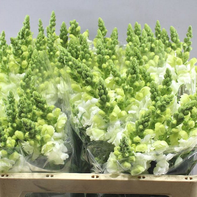 Snapdragon Antibes White