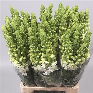 Snapdragon Potomac White