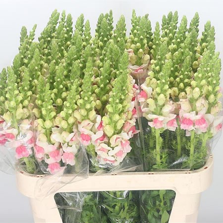 Snapdragon Apple Blossom