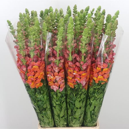 Snapdragon Orange (Italian)
