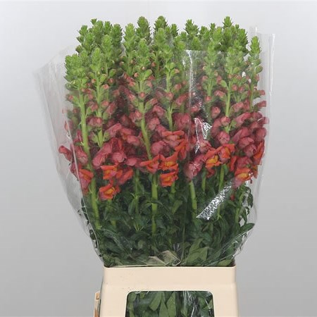 Snapdragon Avignon Orange