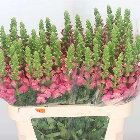 Snapdragon Avignon Dark Pink