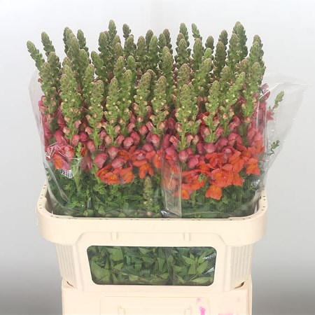 Snapdragon Avignon Orange