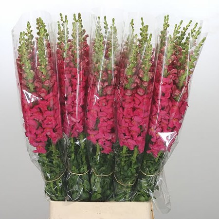 Snapdragon Cerise (French)