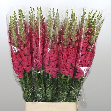 Snapdragon Cerise XL