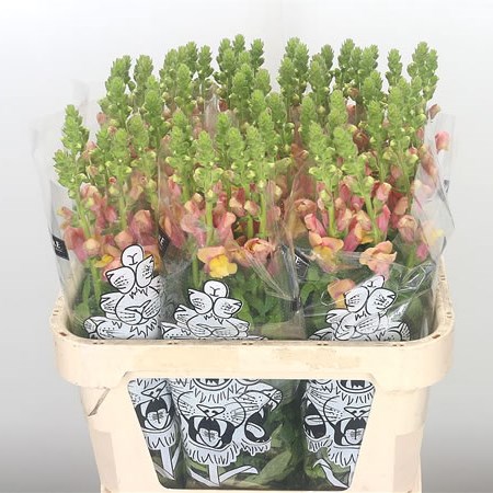 Snapdragon Cool Orange (Extra)