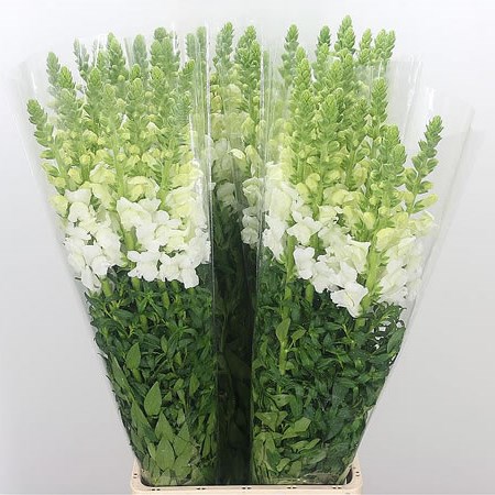 Snapdragon Cool White