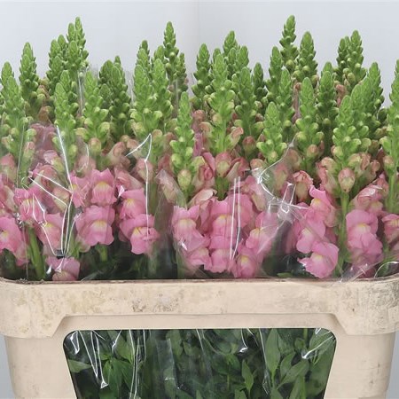 Snapdragon Costa Pale Pink