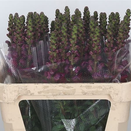 Snapdragon Costa Red Velvet
