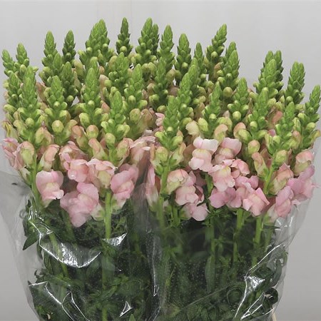 Snapdragon Costa Silver