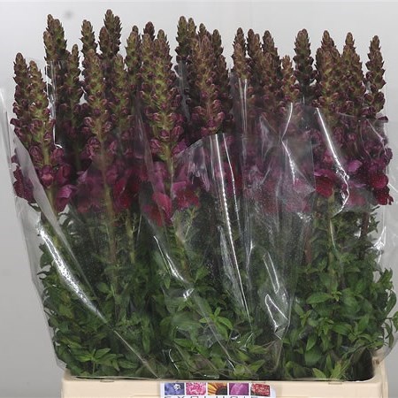 Snapdragon Costa Velvet