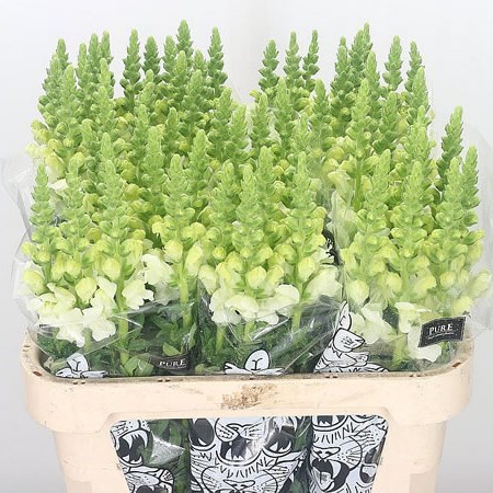Snapdragon Ivory White