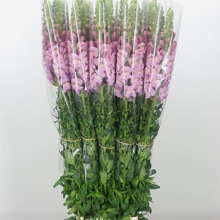 Snapdragon Lavender (French)
