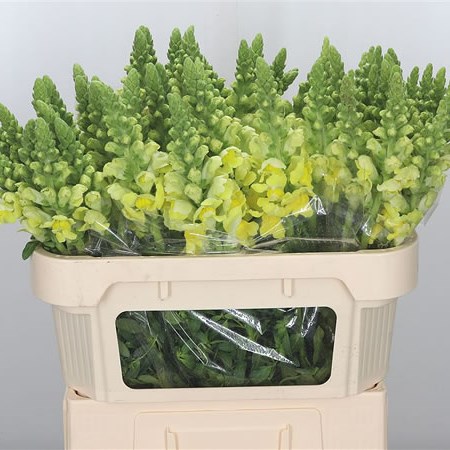 Snapdragon Legend Yellow