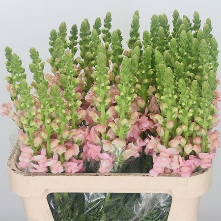 Snapdragon Maryland Pale Pink