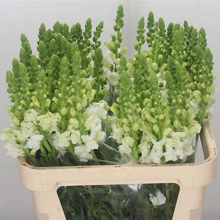 Snapdragon Maryland White