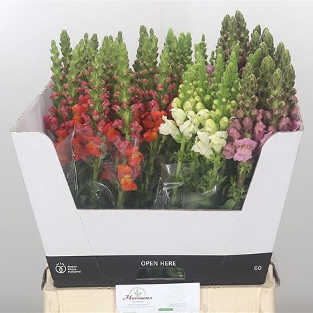 Snapdragon Mix (Cols May vary)