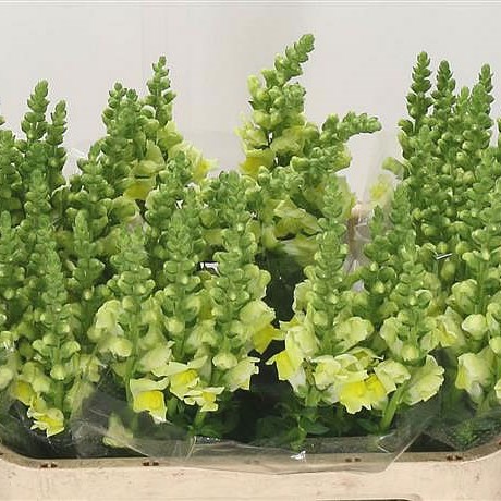 Snapdragon Opus Yellow